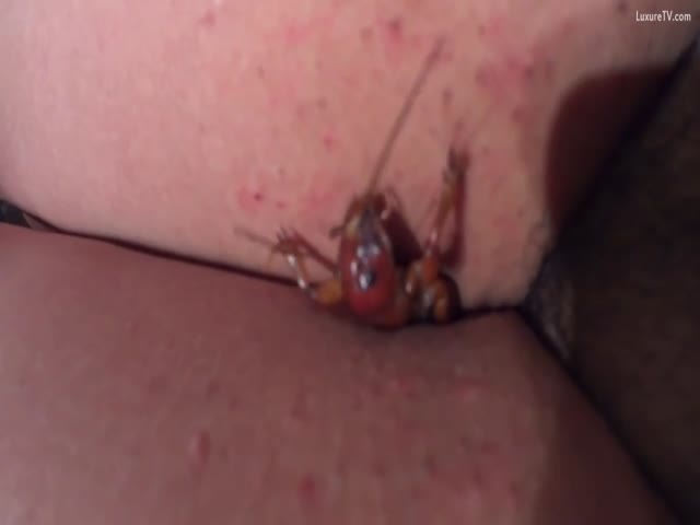 insect inside pussy