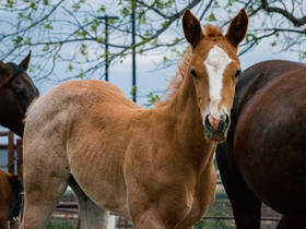 cold cobra recommends Ksu Colt