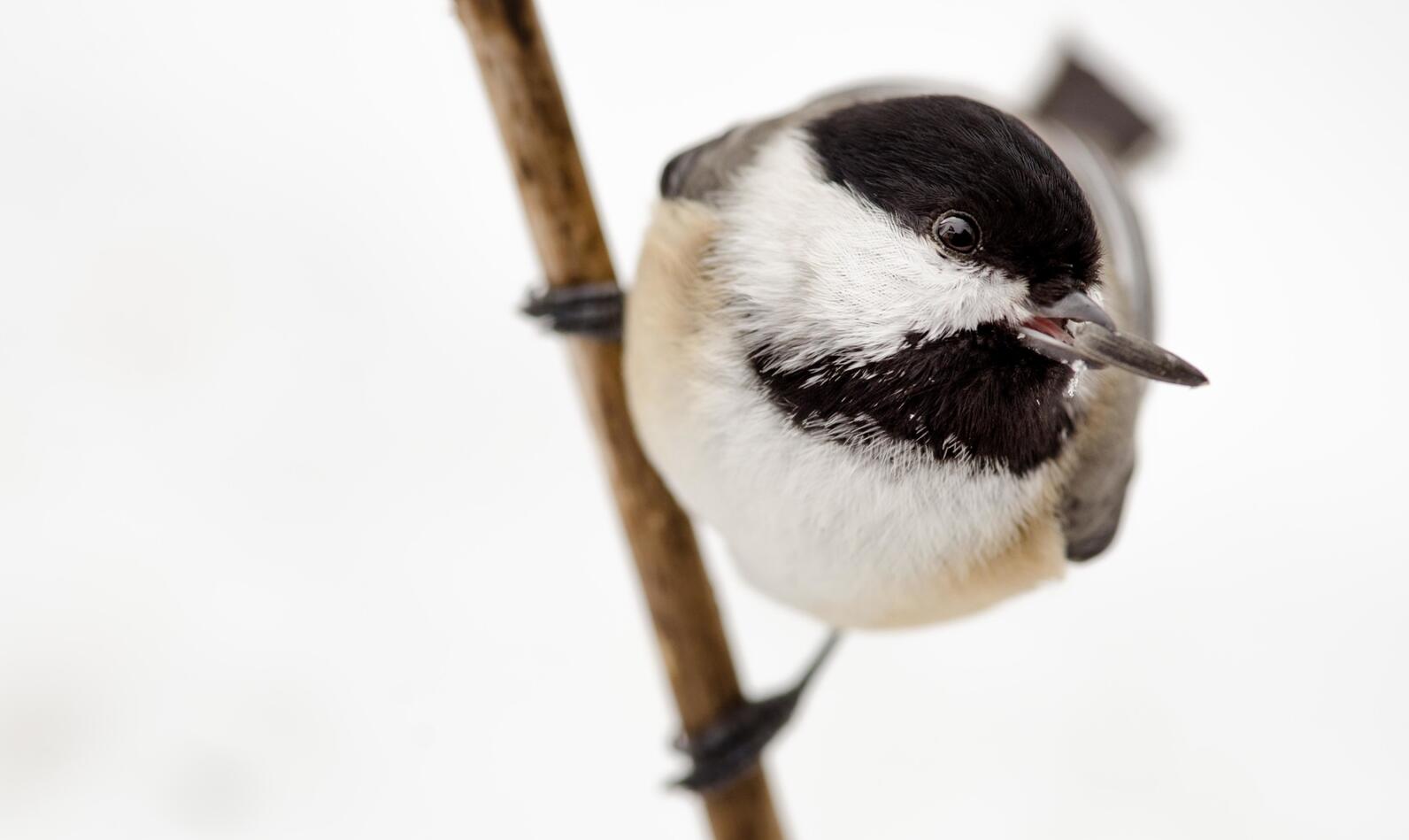 basil kemsley recommends massive black tit pics pic