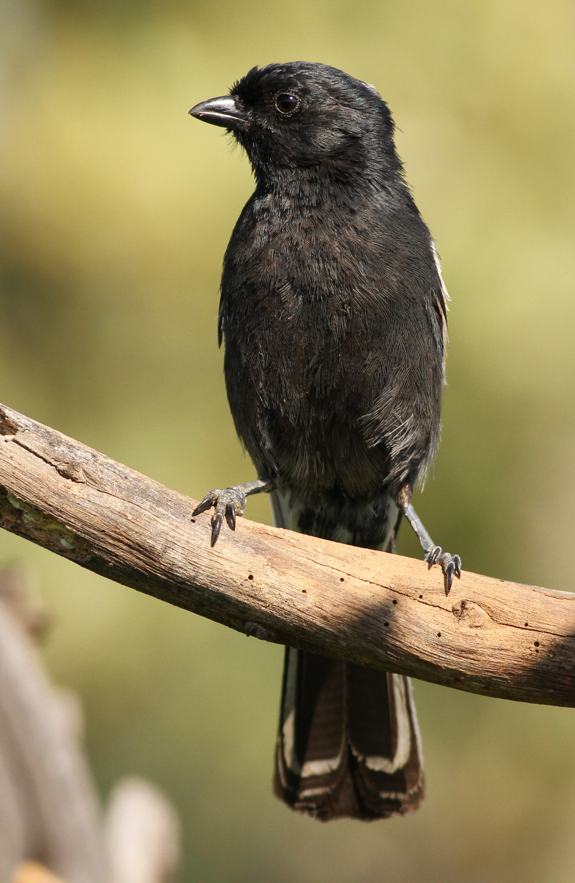 massive black tit pics