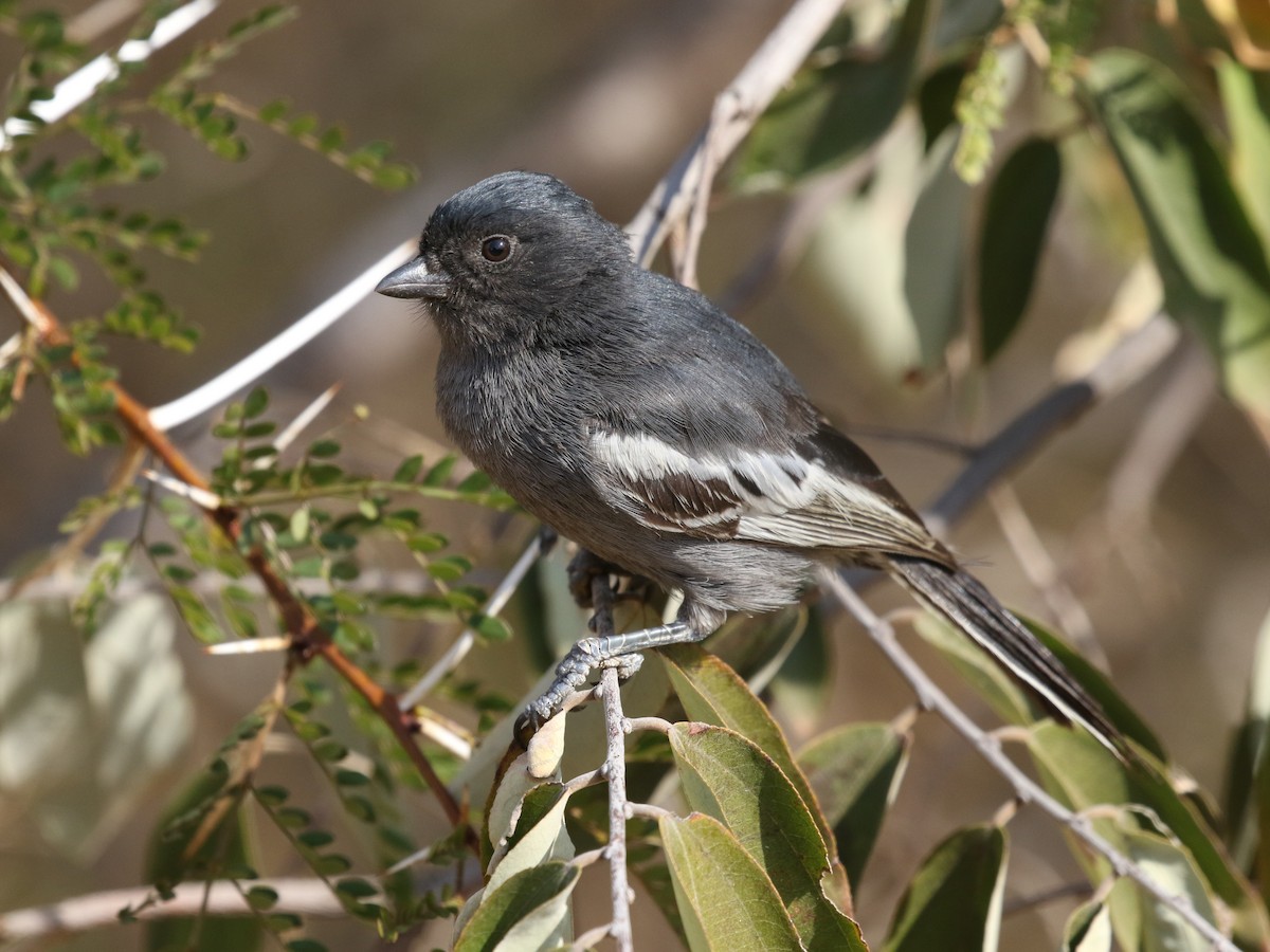 Best of Massive black tit pics