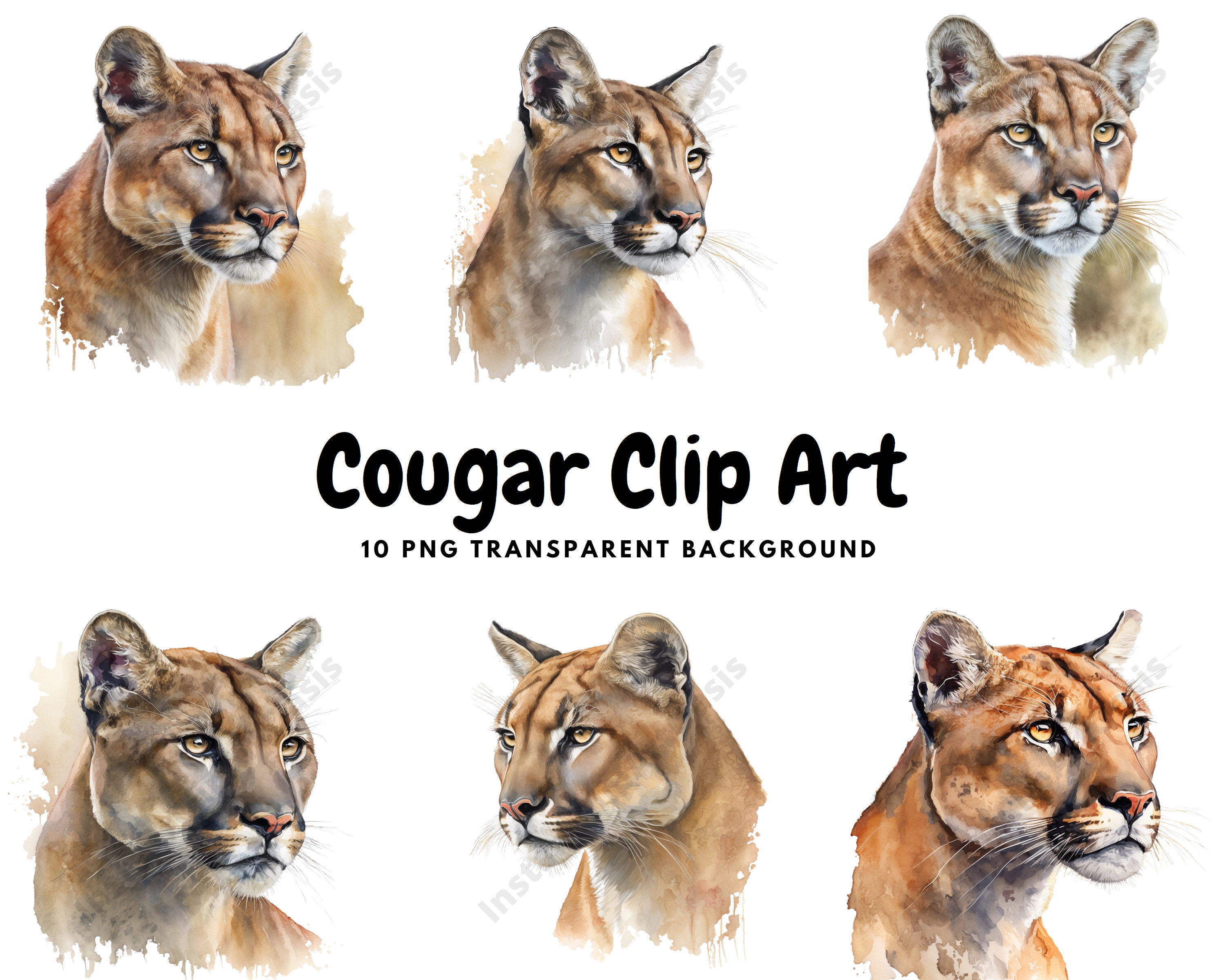 bob mittelstaedt recommends mature cougar clips pic