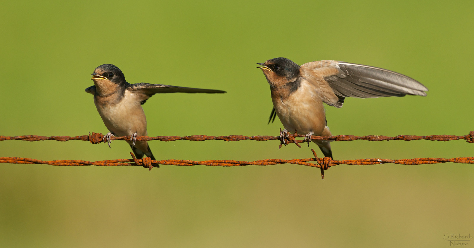 carrie bro add mother swallows photo