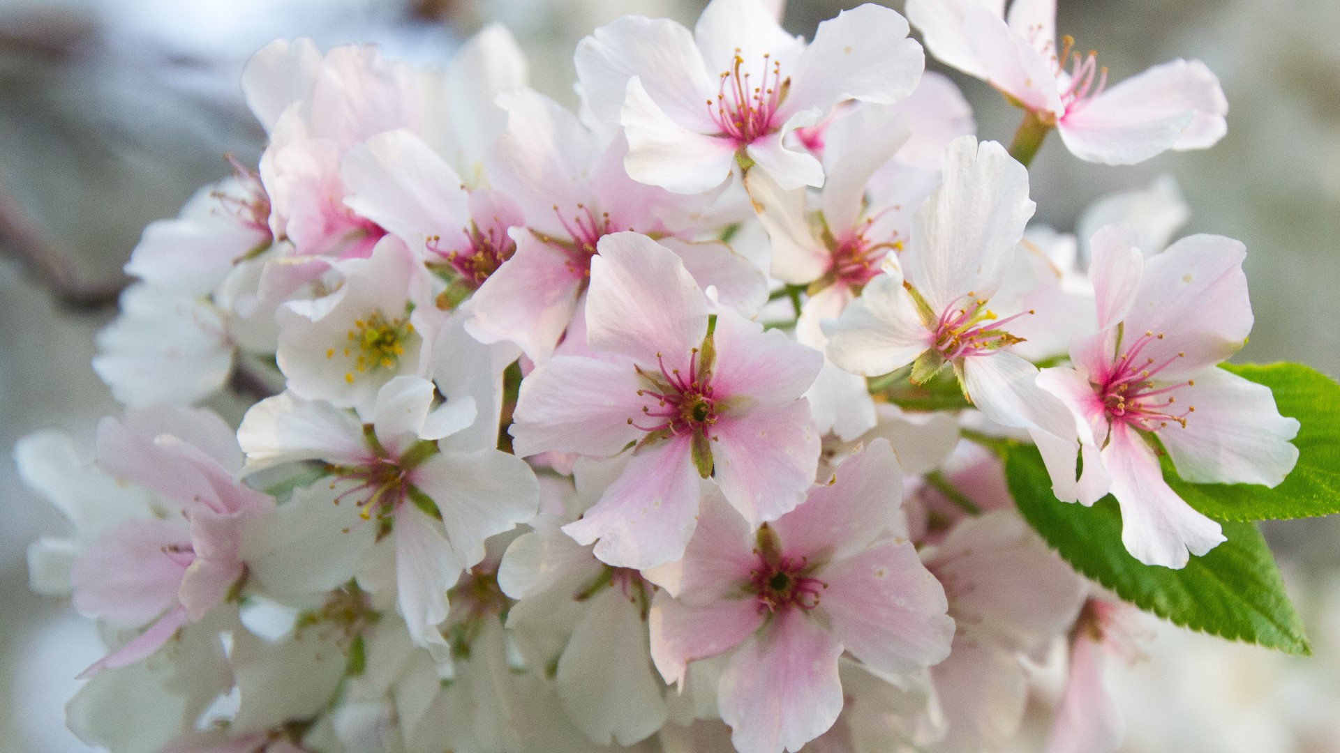 Ms Cherry Blossoms spank husbands