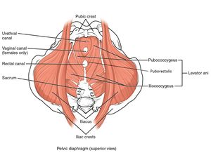 beth luedtke recommends Muscle Anal Porn