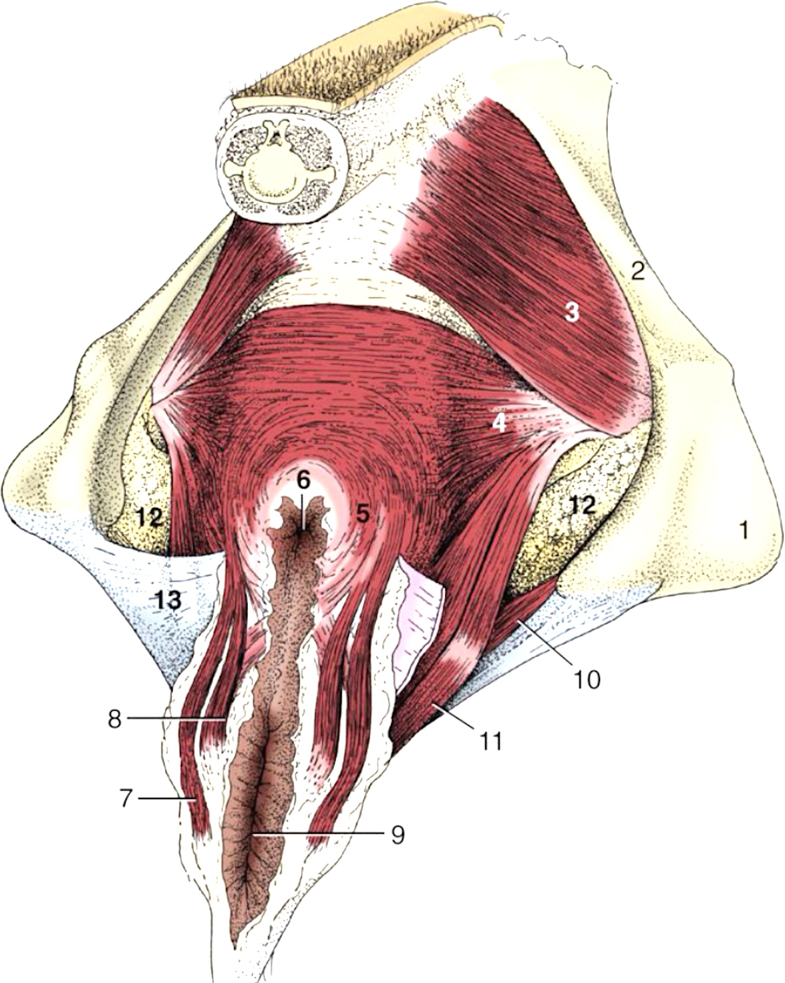 dave morningstar recommends muscle anal porn pic