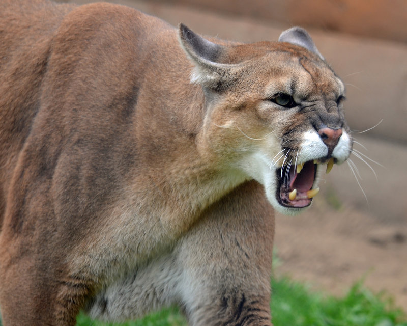 naked cougars