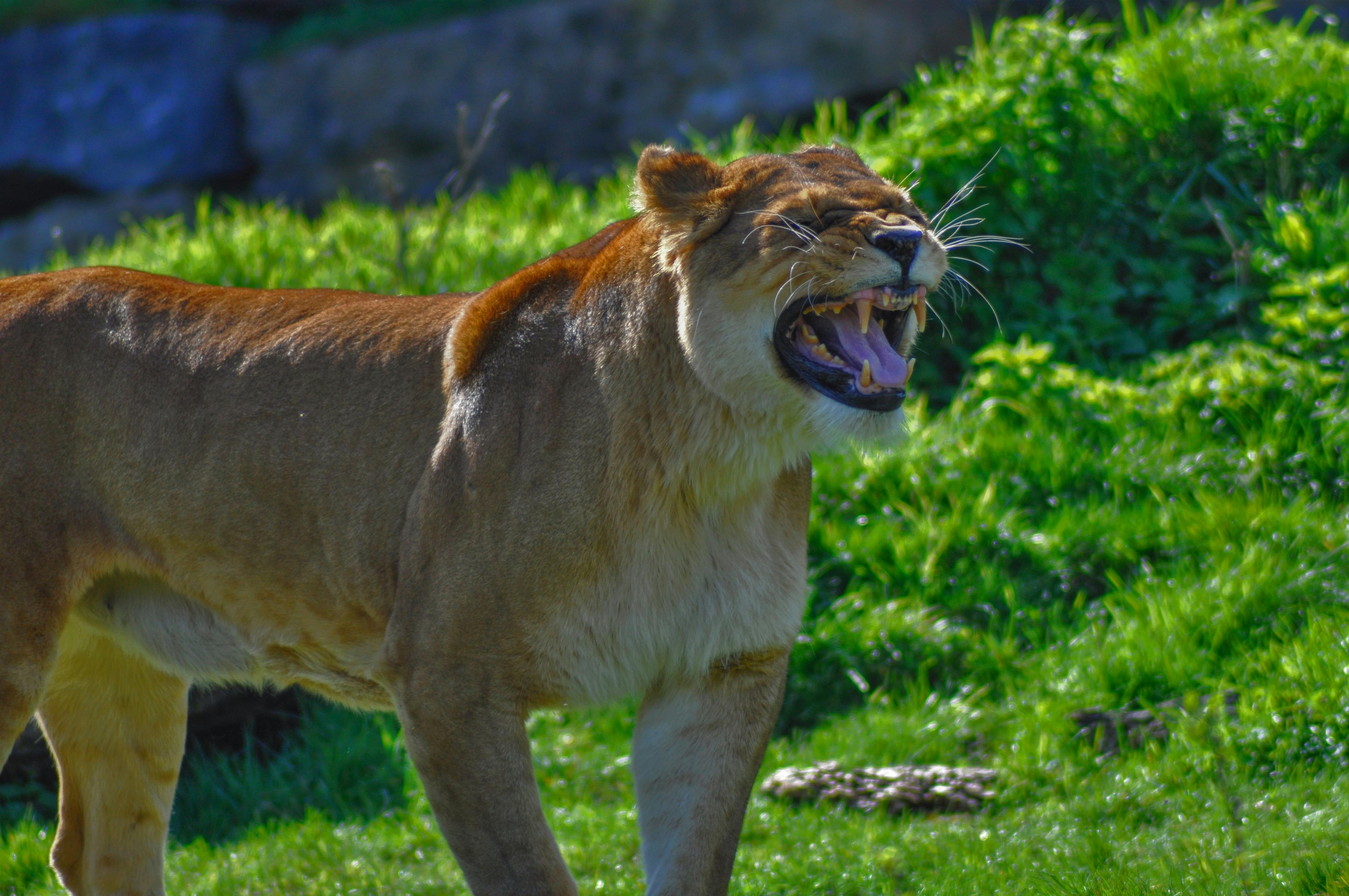 chan bibi recommends naomi lioness pic