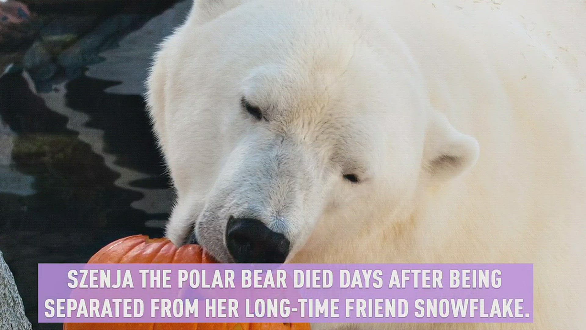 ashley durasoff recommends Polar Bear Porn