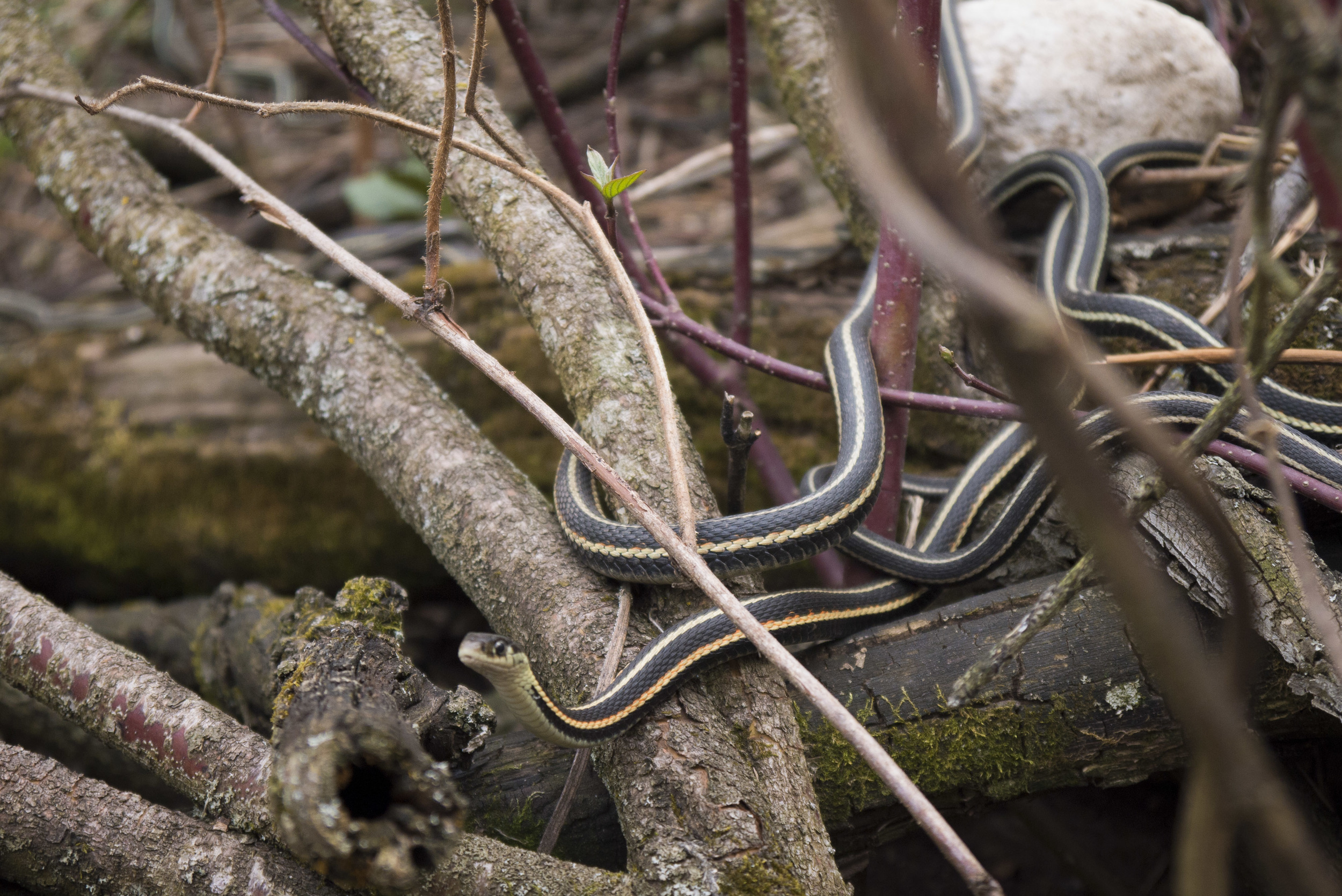 carl brannon share porn snakes photos