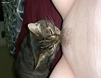 Pussy Licked By Cat frida sante