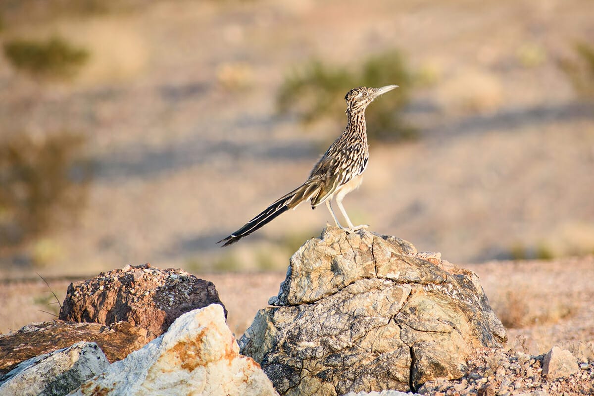 carole mincer recommends Road Head Swallow