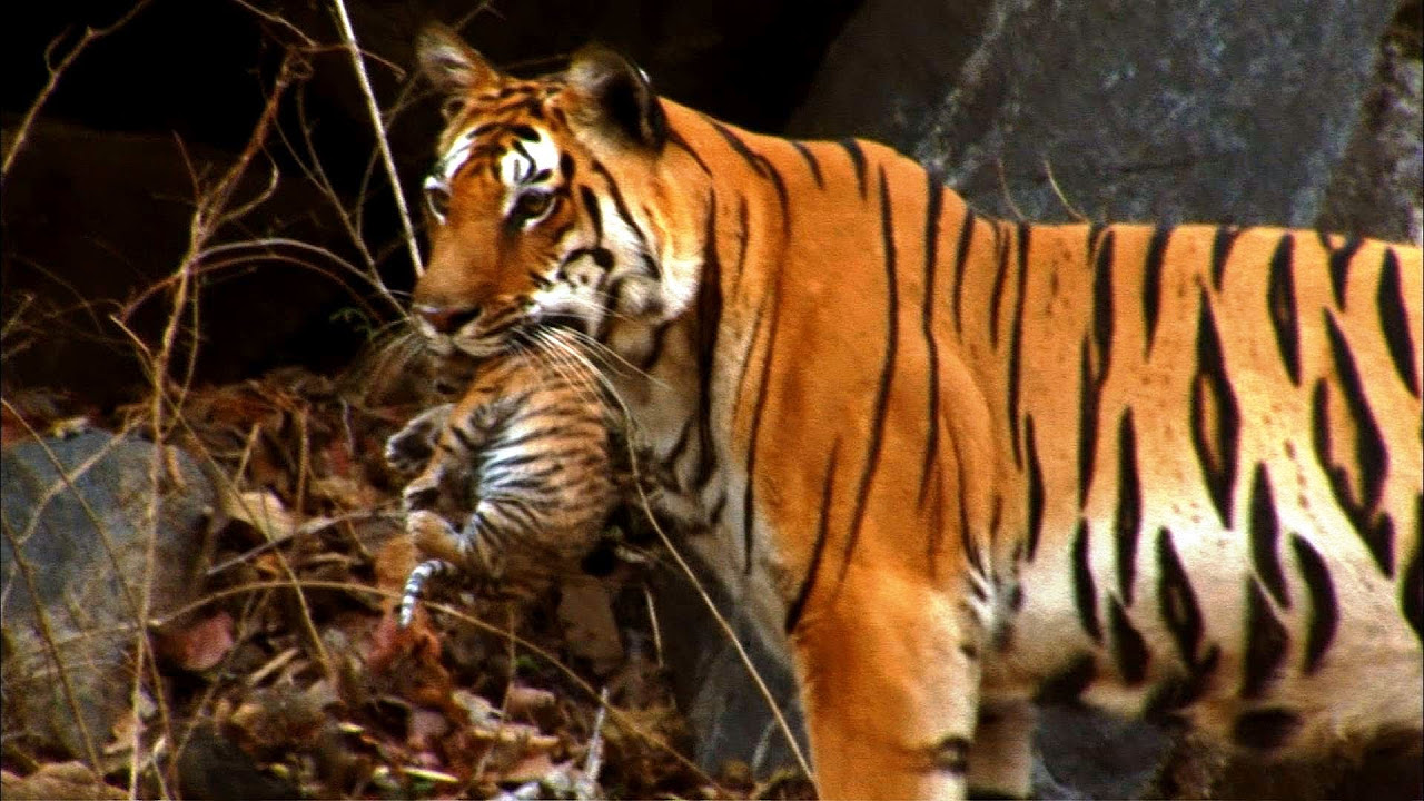 clive govender recommends safari tiger bbc pic