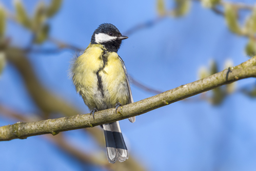 dave roberston recommends samanta lily tit pic