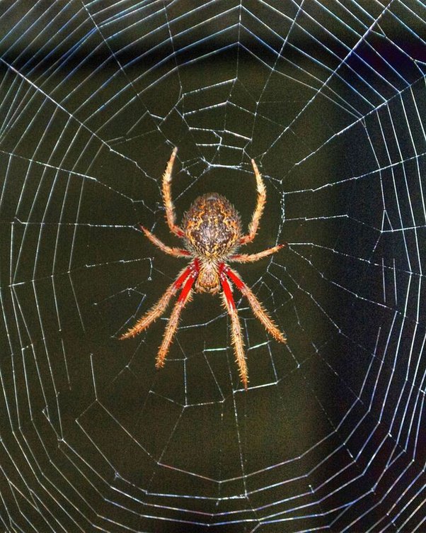 brian dommer recommends spiderweb porn pic