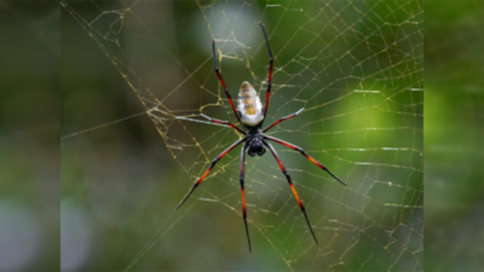 alec musa recommends spiderweb porn pic