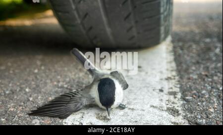 Tit In Car lady blows