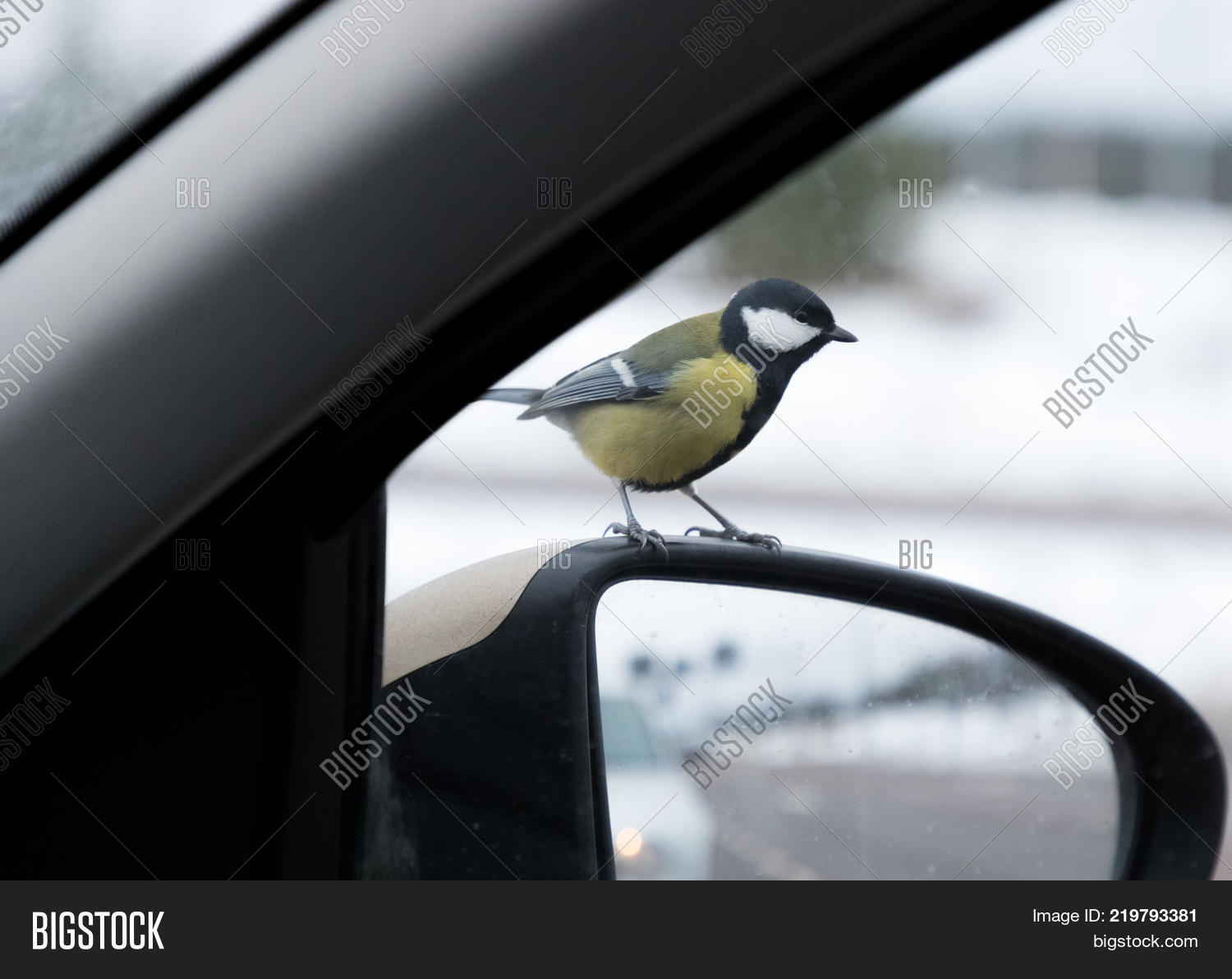 Best of Tit in car