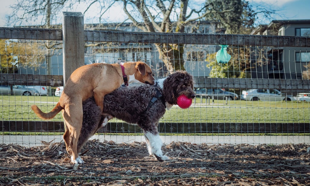 dave banan add two men humping photo