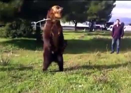 videos dancing bear