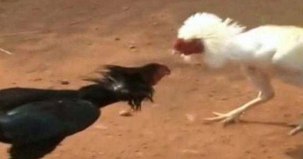 videos of cock fights