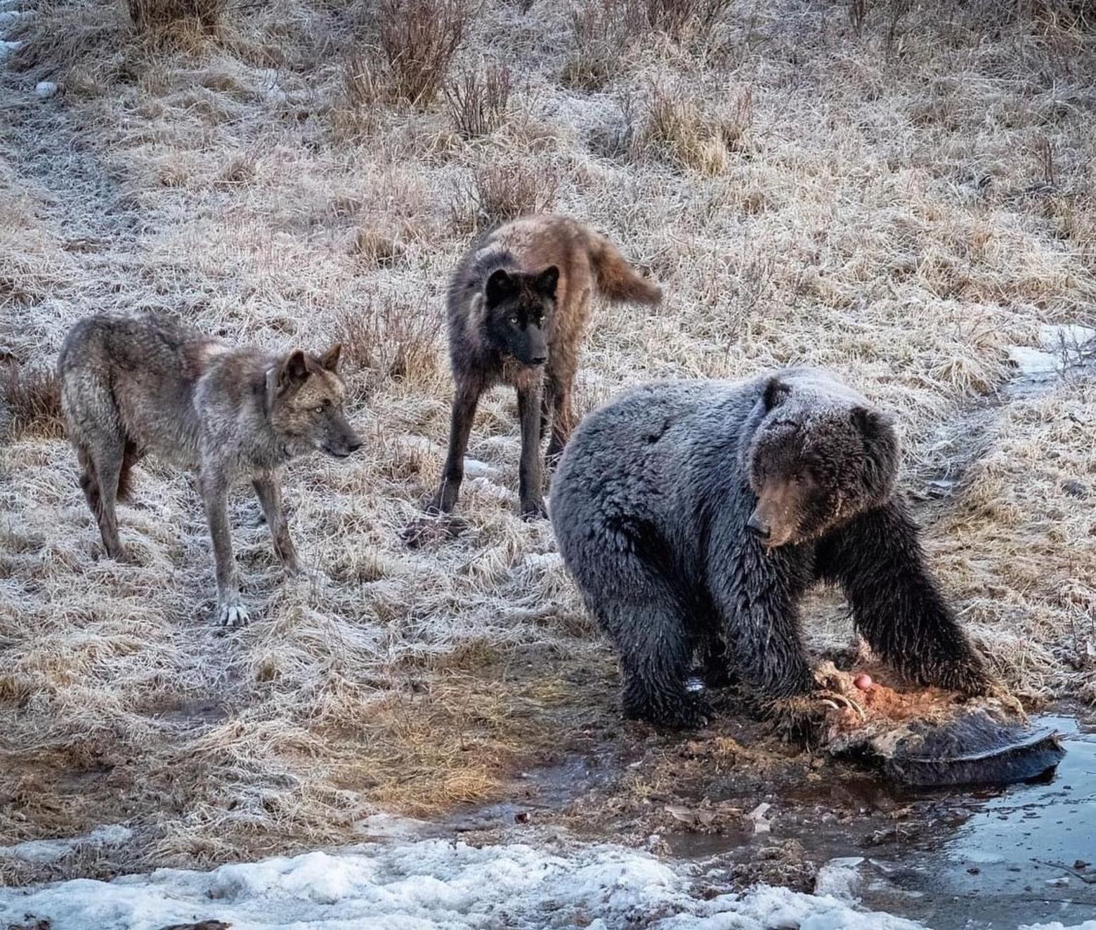 deann pierce add wet cougars photo